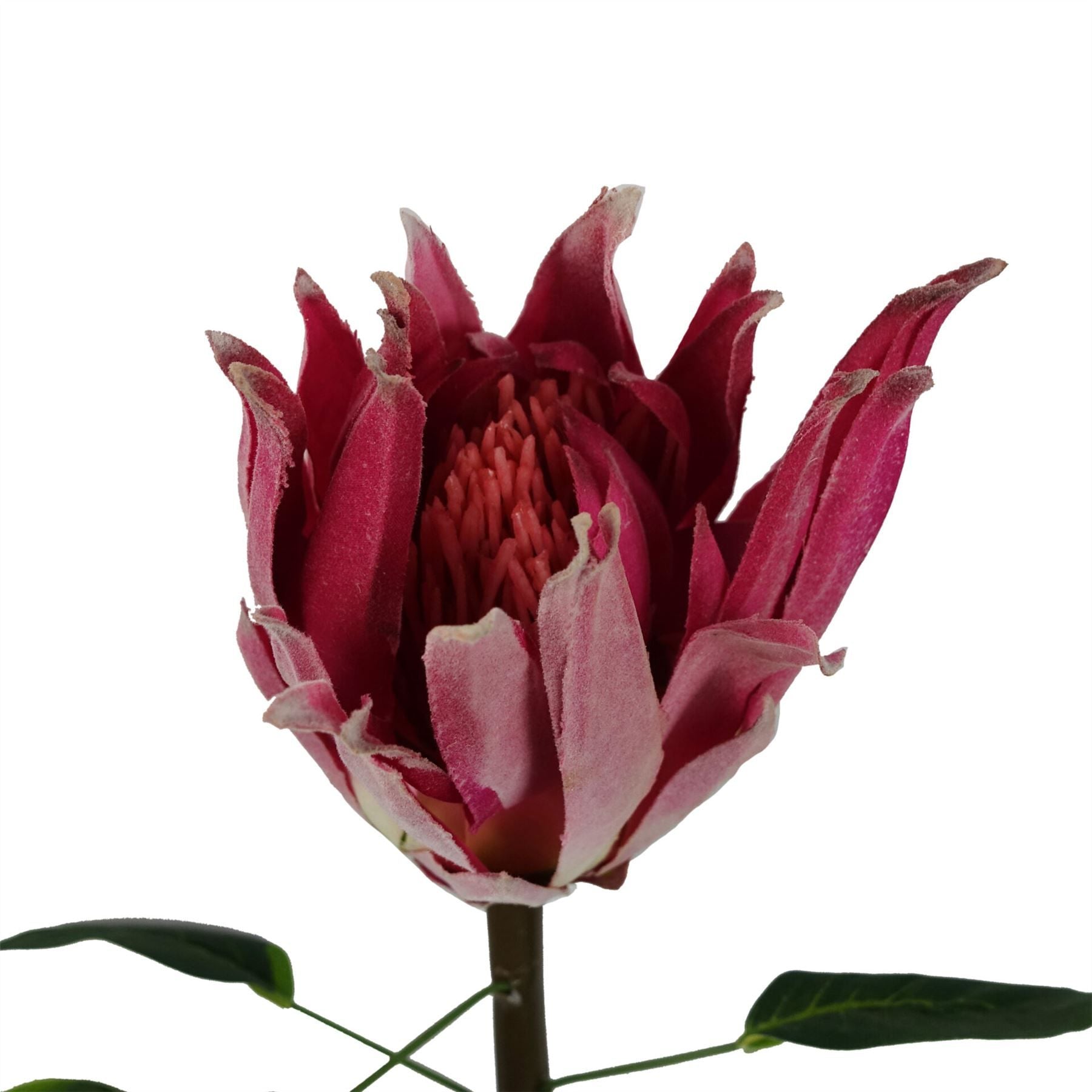 65cm Artificial Pink Protea Sugarbush Flower Stem with Silk Leaves