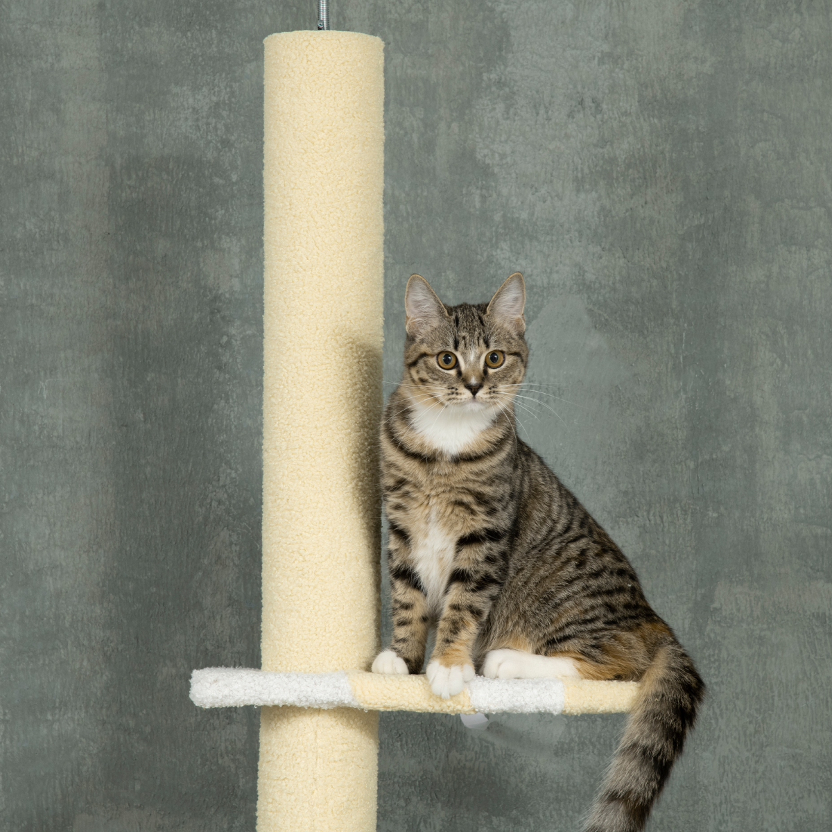 Height Adjustable Floor-to-Ceiling Cat Tree with Anti-Slip Kit - Yellow