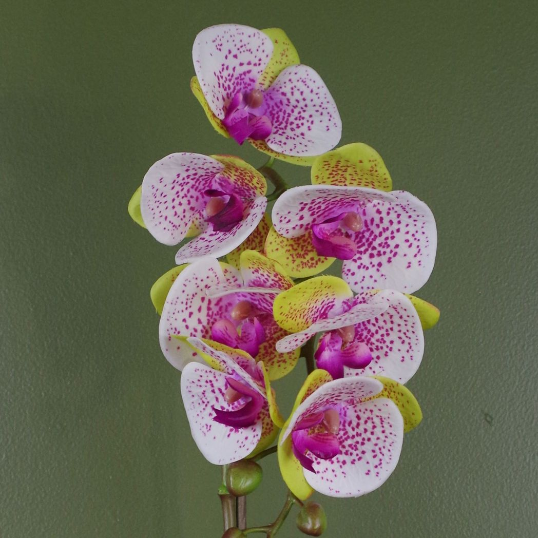 Leaf 46cm Artificial Orchid Harlequin Pink with Silver Pot