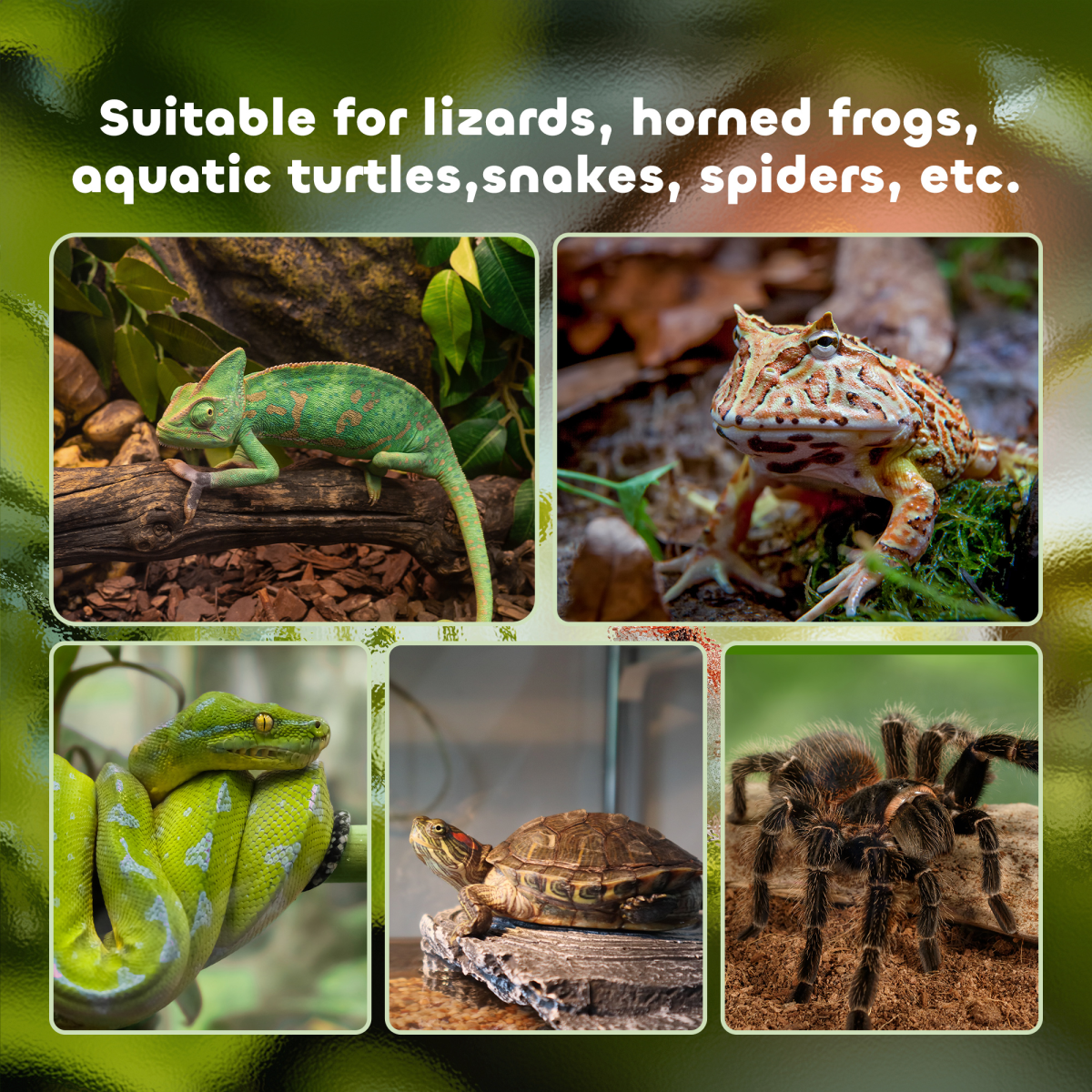 Pawhut Glass Reptile Terrarium Habitat for Lizards, Frogs and Snakes