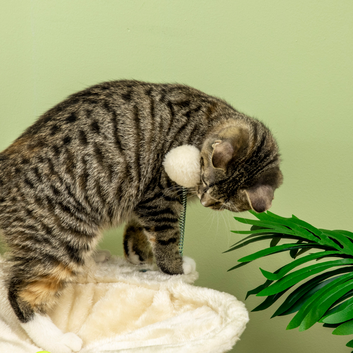 Cat Tree for Indoor Cats with Scratching Posts, Hammock, Toy Ball, Pawhut