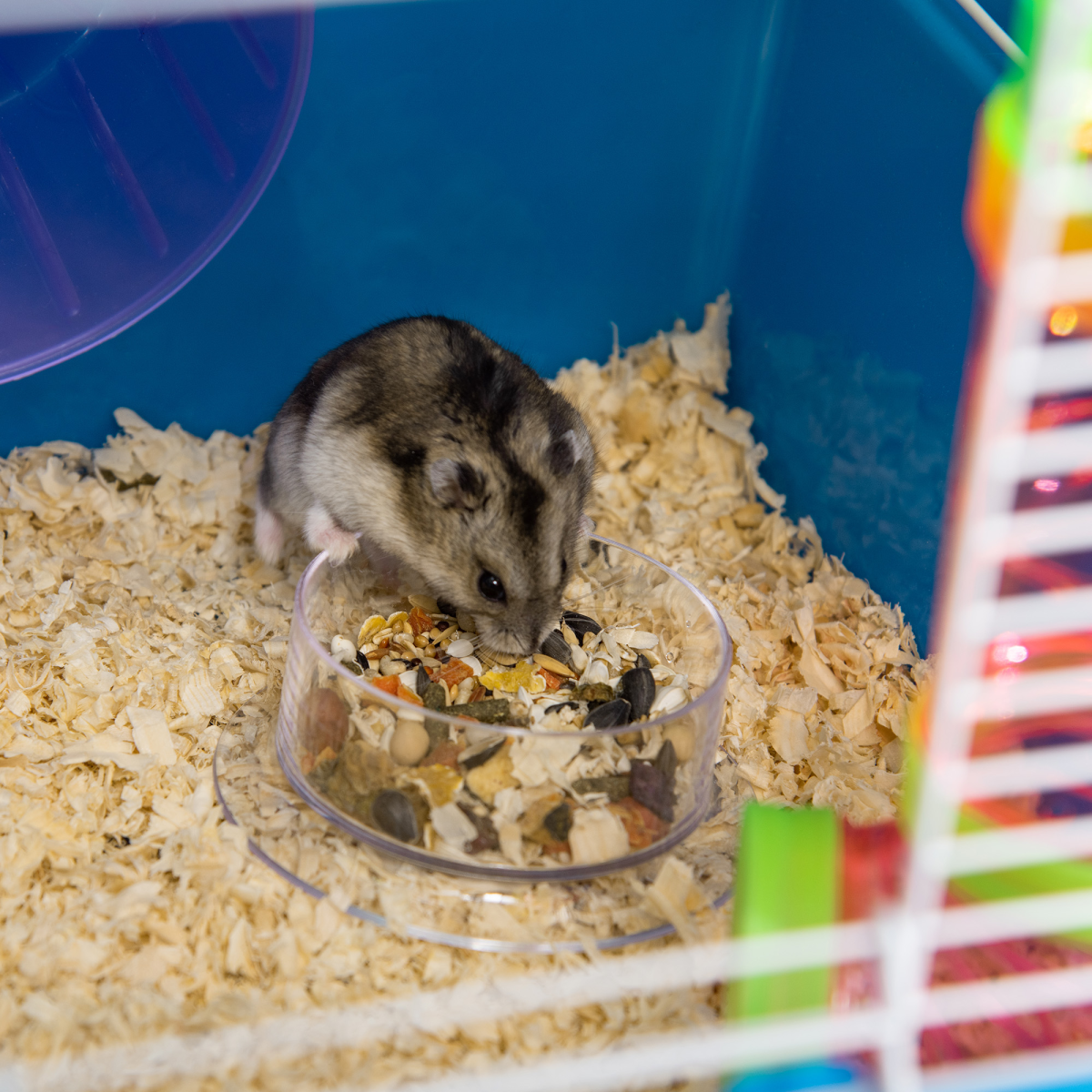PawHut Five-Level Hamster Cage with Tubes, Water Bottle, Exercise Wheel, Ramps, Hut and Food Dish, Blue