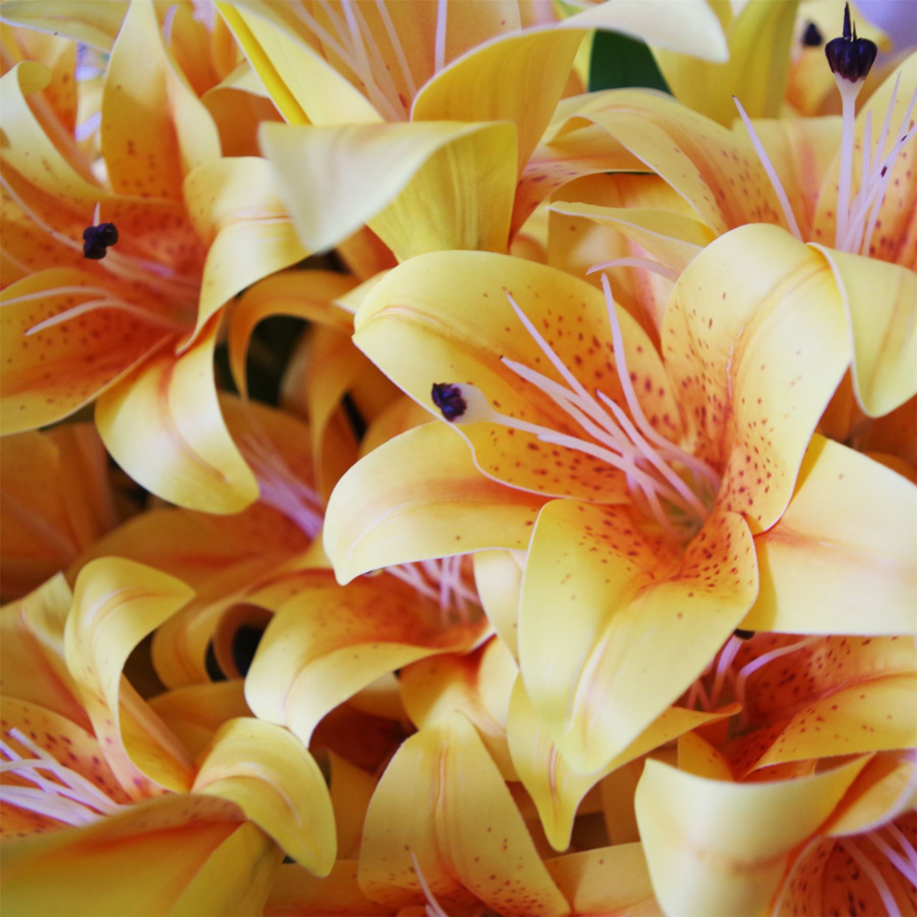 Leaf Pack of 12 Artificial Yellow Lily Stems, 60cm, 144 Flowers