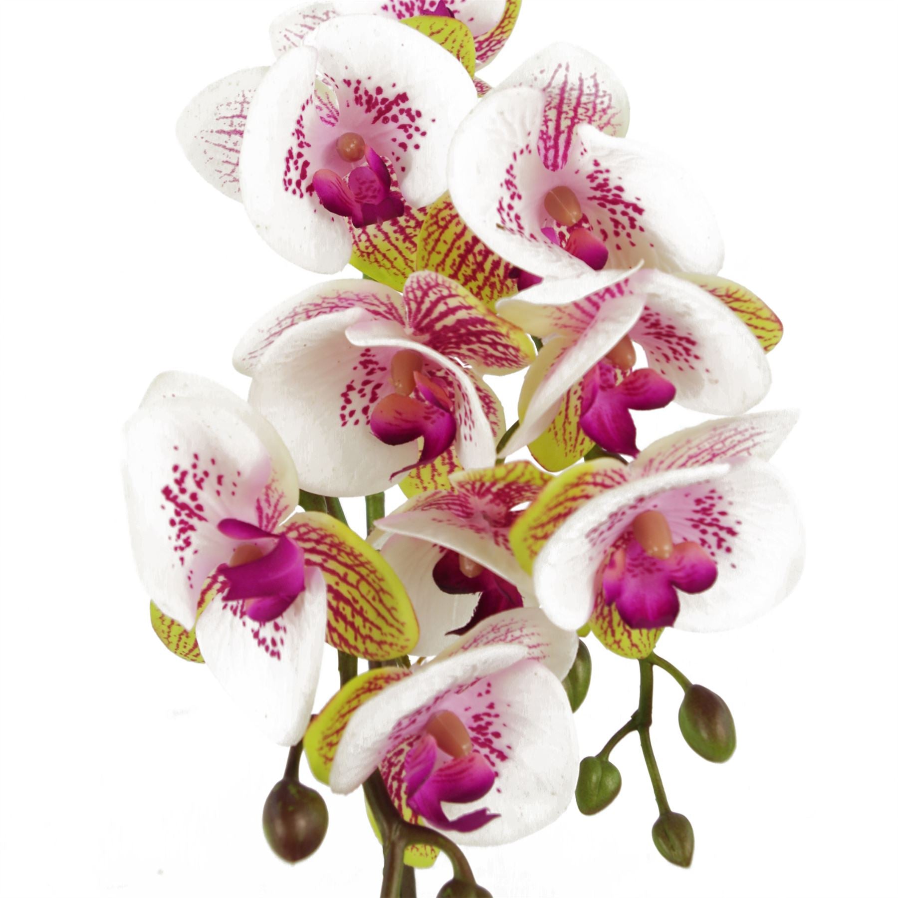 Leaf 48cm Artificial Harlequin Orchid with 9 Real Touch Flowers in Decorative Pot