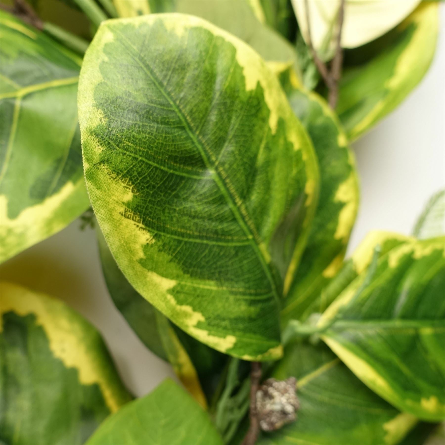 Leaf 180cm Artificial Golden Ficus Garland, Trailing Hanging, Realistic Wired Foliage