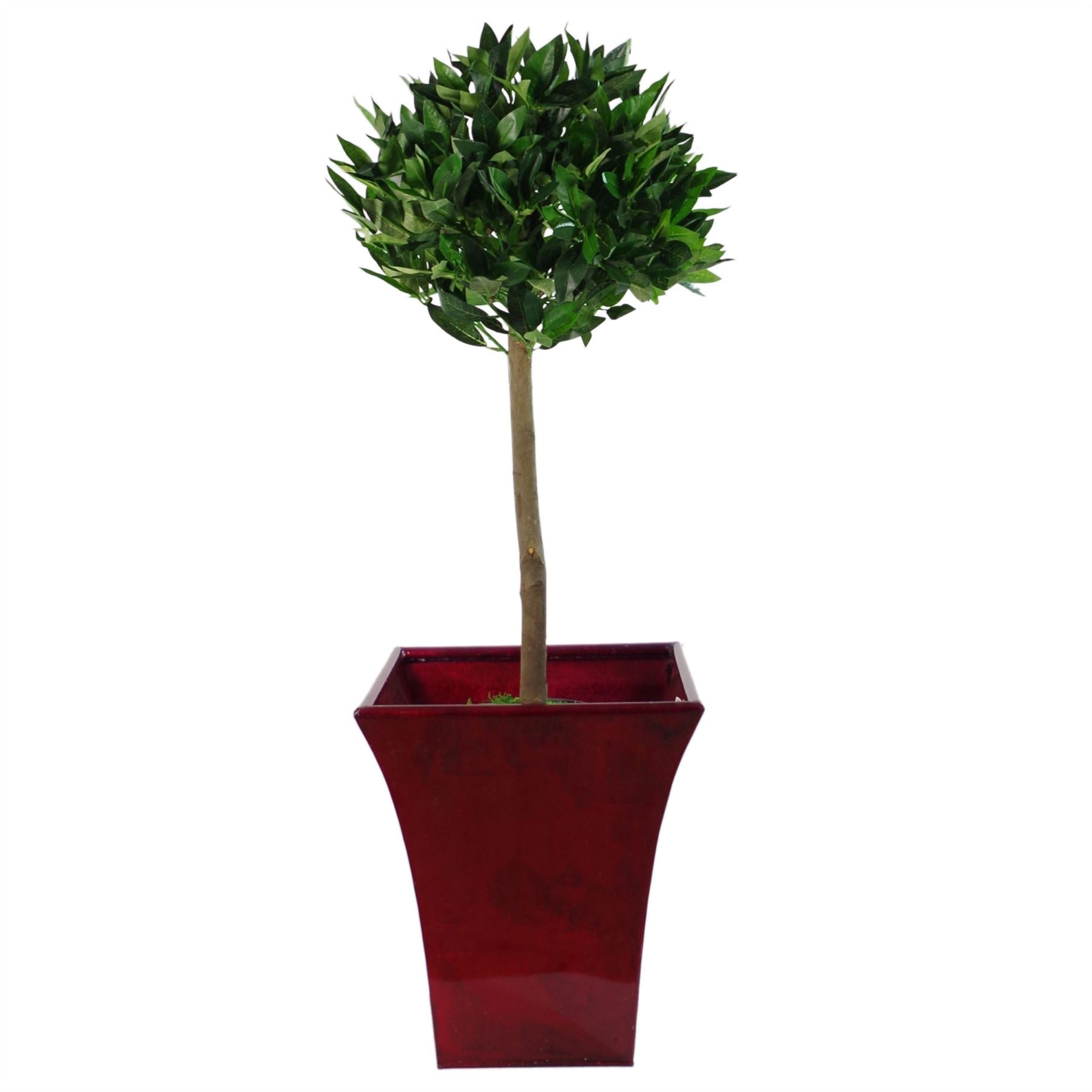 Leaf Deluxe Luxury Artificial Bay Leaf Laurel Topiary Tree Ball 90cm (3ft) Tall
