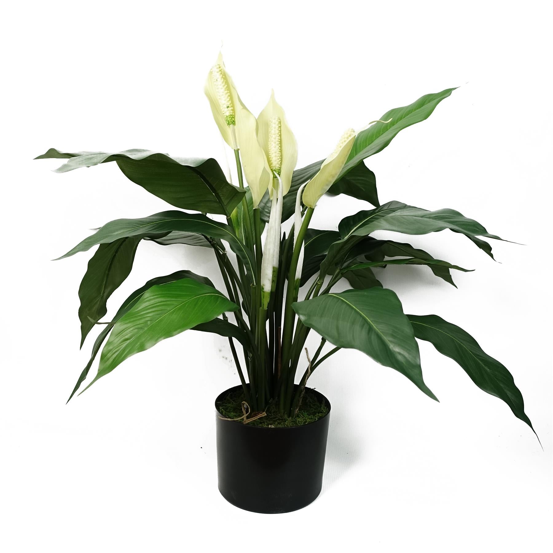 Leaf Artificial White Peace Lily Spathiphyllum in Weighted Pot, 60cm Tall, Indoor Artificial Plant