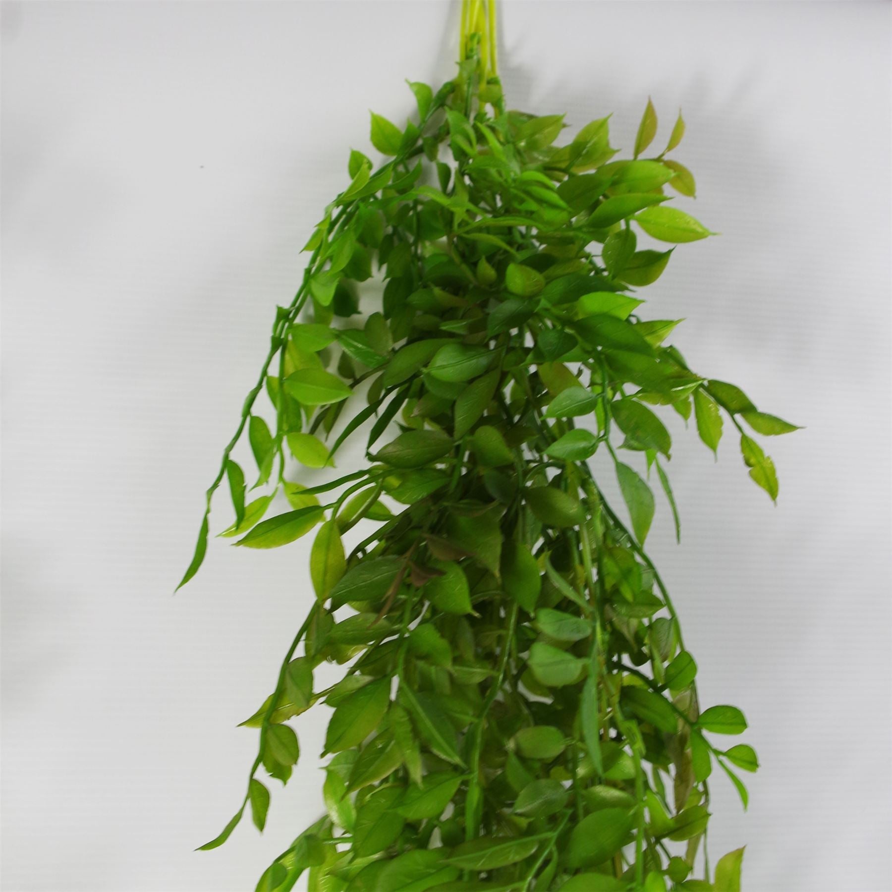 Leaf 100cm Artificial Hanging String of Pearls Fern Plant Dark Green, Bare Stem, Unpotted