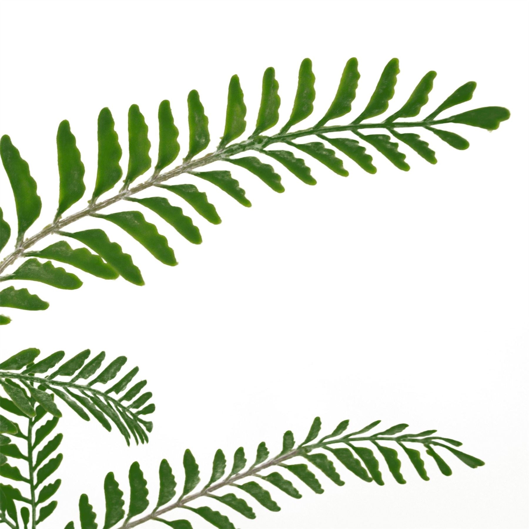 Himilayan Maidenhair Fern Bush 55cm Dark Green Artificial Plant by Leaf