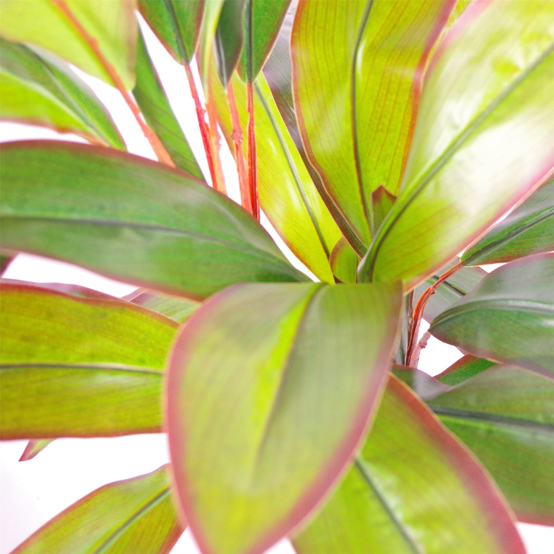 Leaf Design UK 100cm Artificial Dracaena Tropical Plant in Weighted Plastic Pot