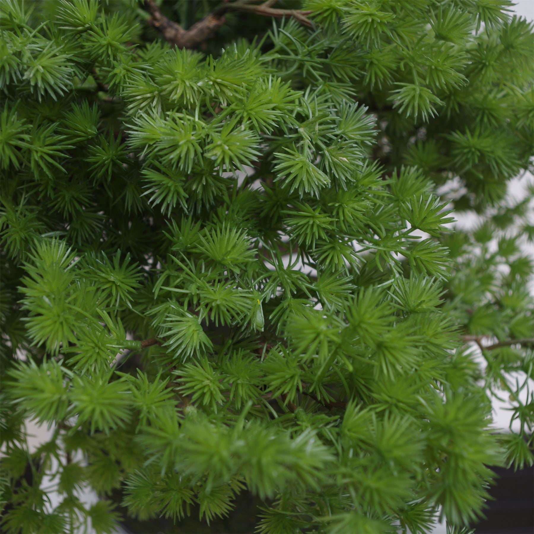 Leaf 50cm Artificial Luxury Pine Bonsai Tree in Ceramic Pot