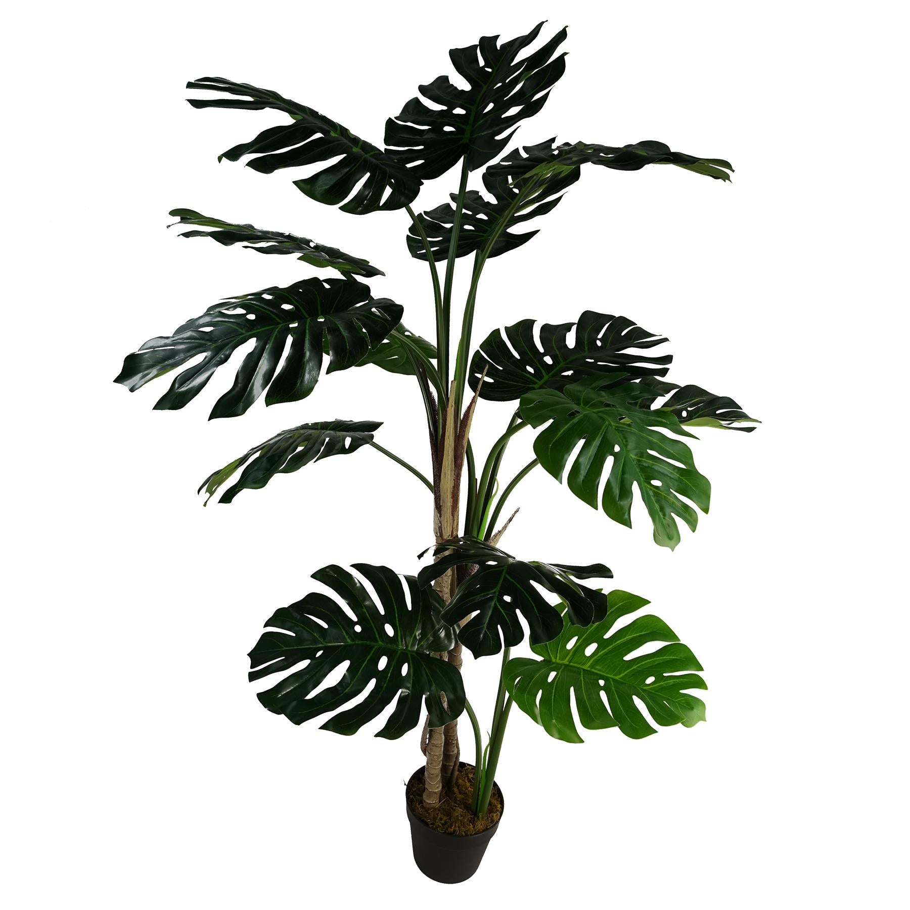 Leaf 150cm Realistic Monstera Plant in Black Pot