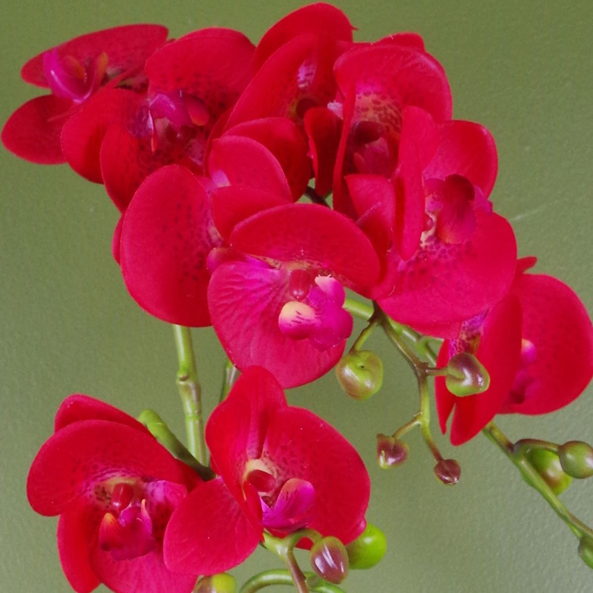 Leaf 50cm Real Touch Artificial Phalaenopsis Orchid, Red Leopard, Gold Plastic Pot