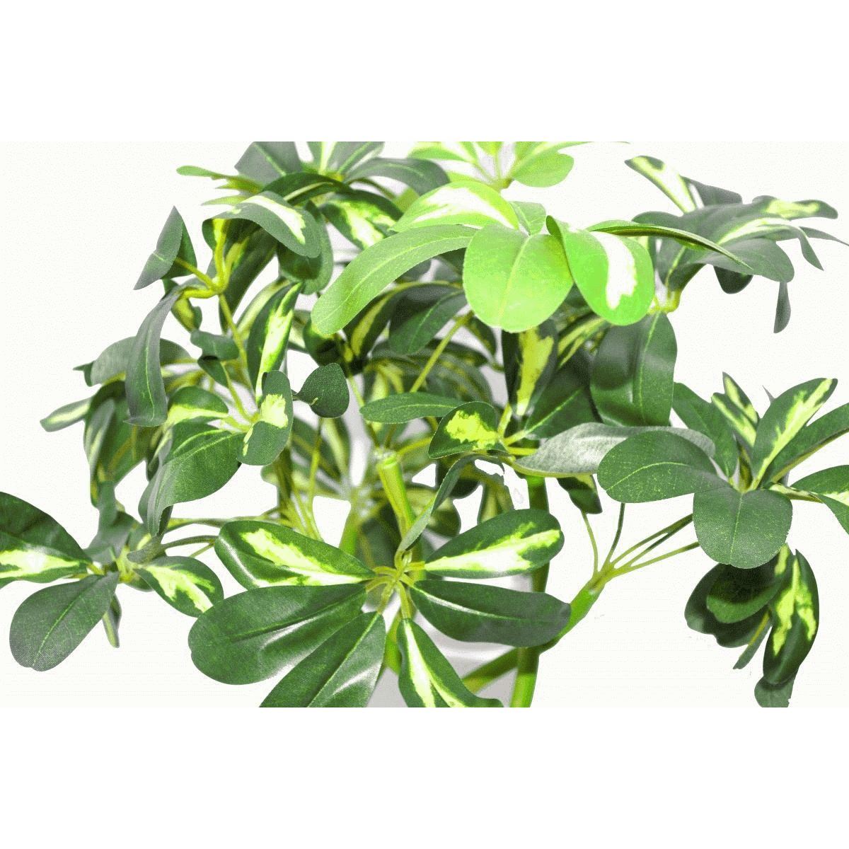 Leaf 70cm Artificial Arboricola Evergreen Plant Golden Capella in Weighted Pot
