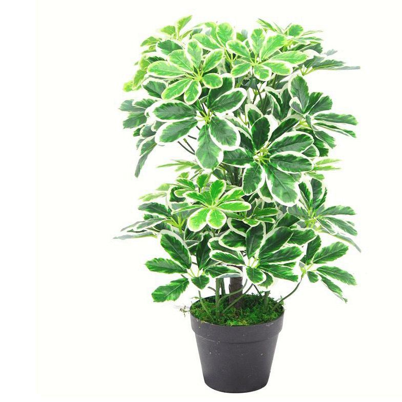 Leaf 55cm Variegated Artificial Schefflera Arboricola Plant in Weighted Pot