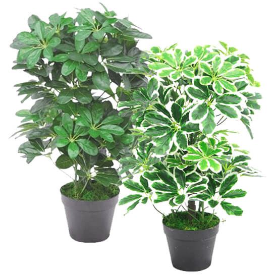 Leaf 55cm Variegated Artificial Schefflera Arboricola Plant in Weighted Pot