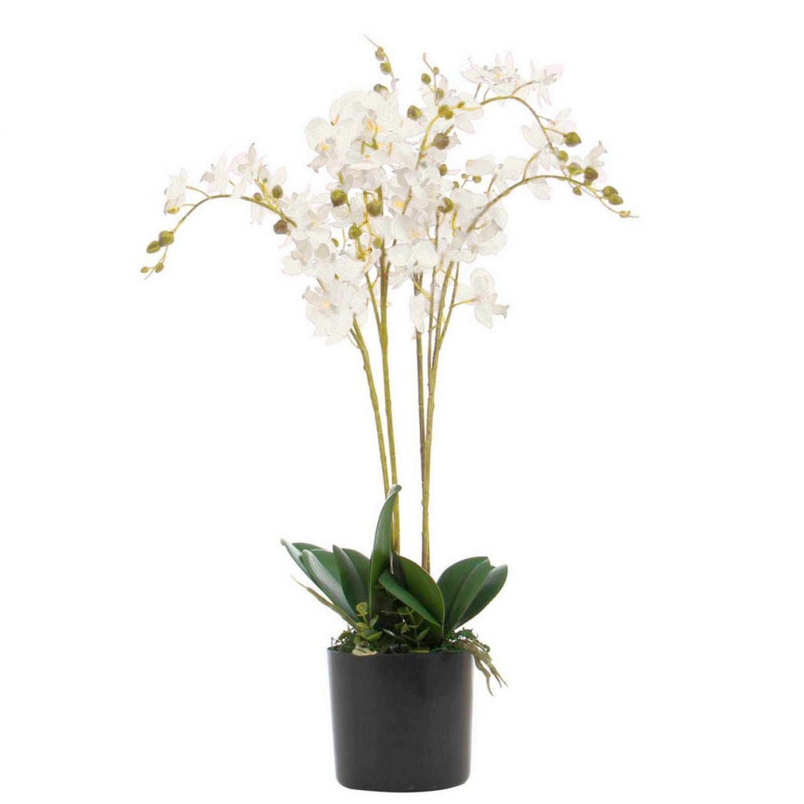 Leaf Design UK 60cm Realistic Artificial Phalaenopsis Orchid Flower Display in Pot