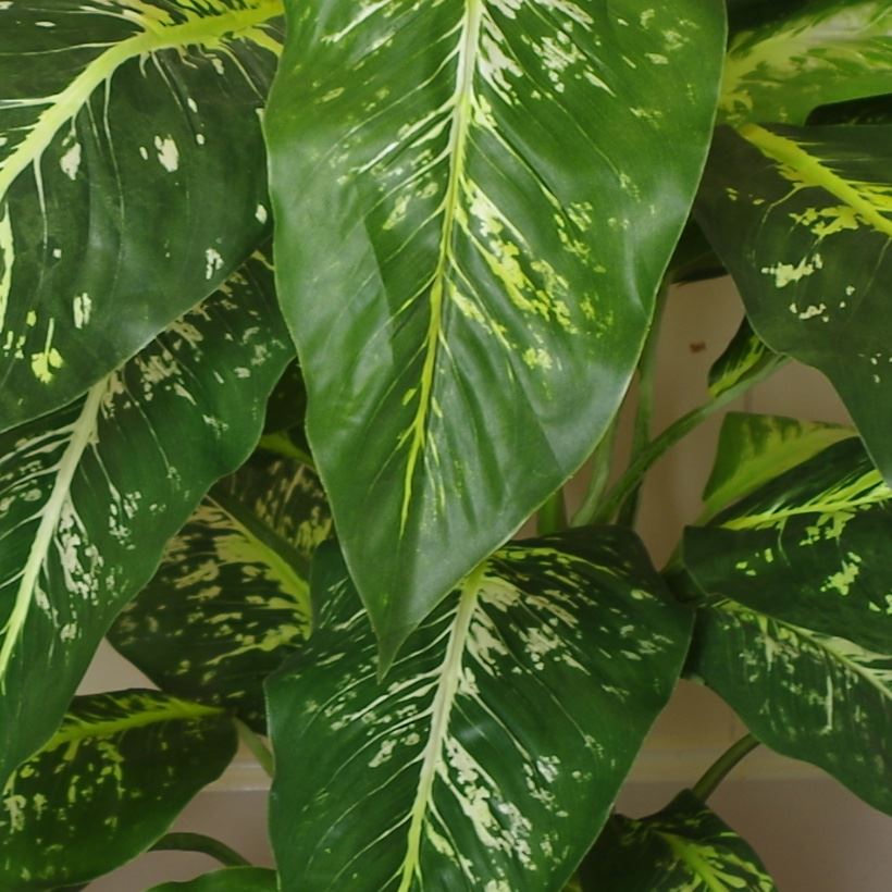 100cm Large Fox's Aglaonema Spotted Evergreen Artificial Tree with Silver Metal Planter