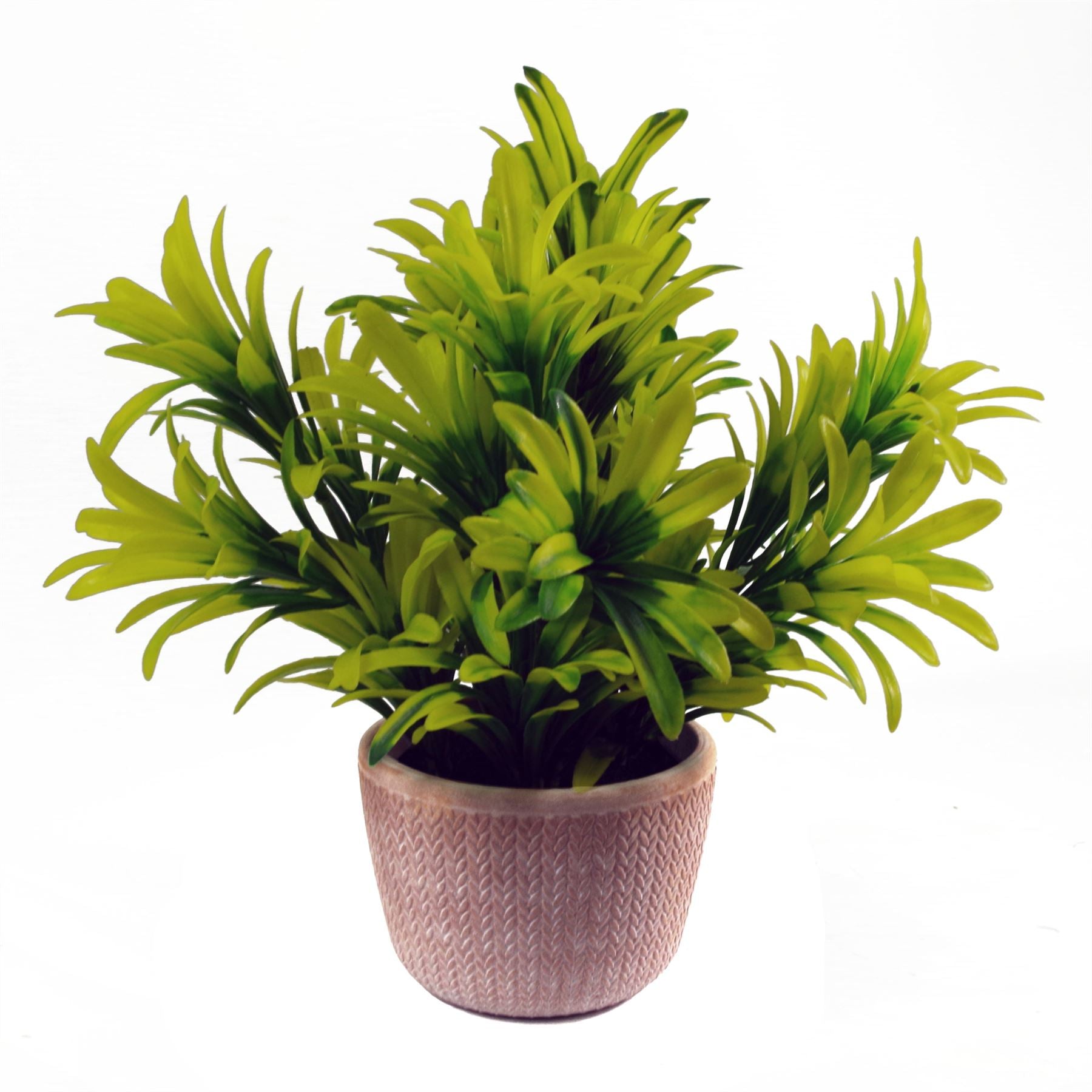 Leaf 22cm Light Green Honey Plant in Terracotta Pot, Fully Assembled