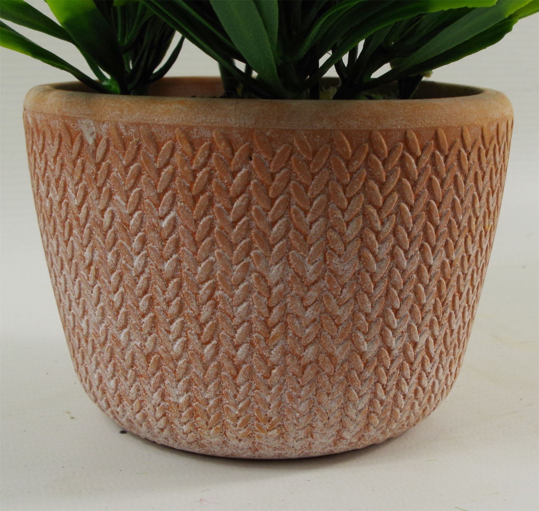 Leaf 22cm Light Green Honey Plant in Terracotta Pot, Fully Assembled