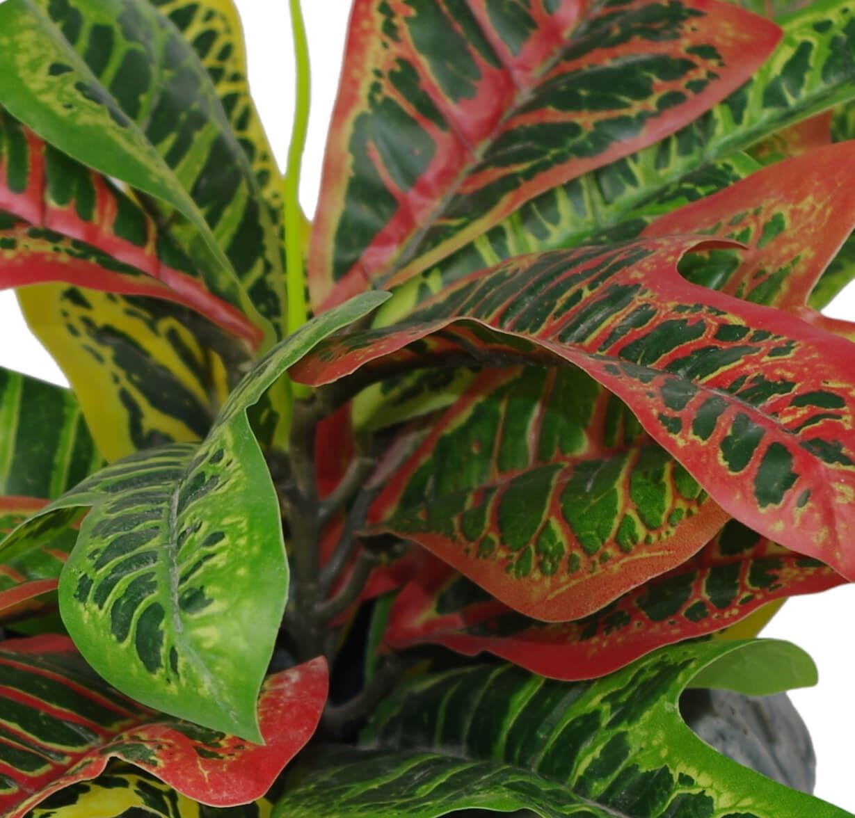 Leaf 40cm Artificial Croton Multicoloured House Plant in Weighted Plastic Pot