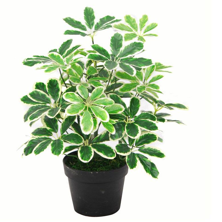 55cm Variegated Artificial Schefflera Arboricola Dwarf Umbrella Tree Plant in Pot