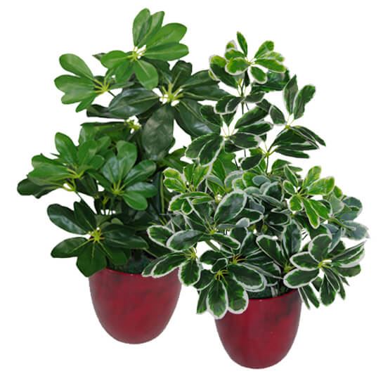 55cm Variegated Artificial Schefflera Arboricola Dwarf Umbrella Tree Plant in Pot