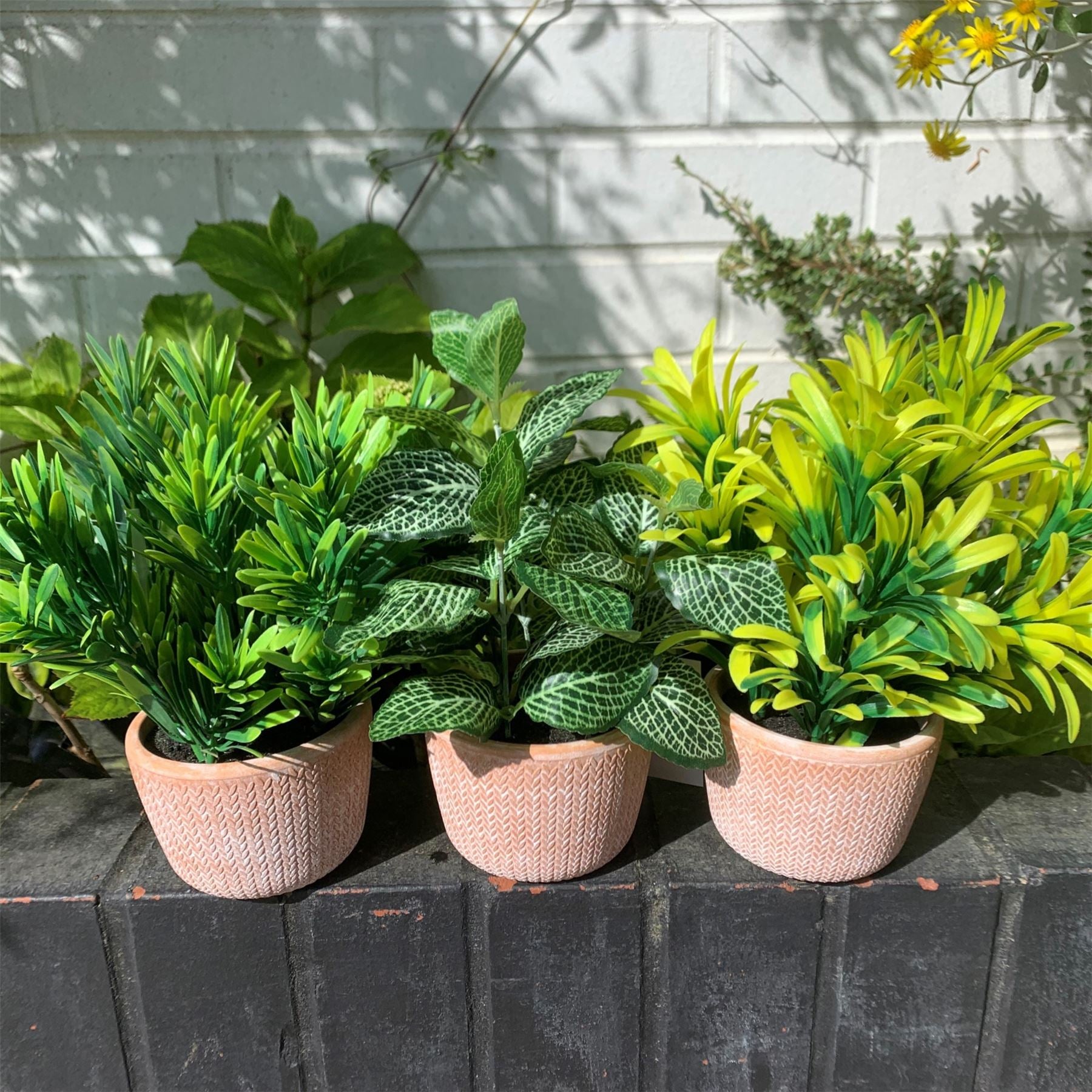 Leaf Realistic 22cm Light Green Honey Plant in Terracotta Pot