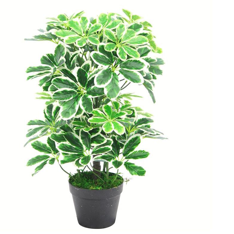 55cm Variegated Artificial Schefflera Arboricola Potted Plant