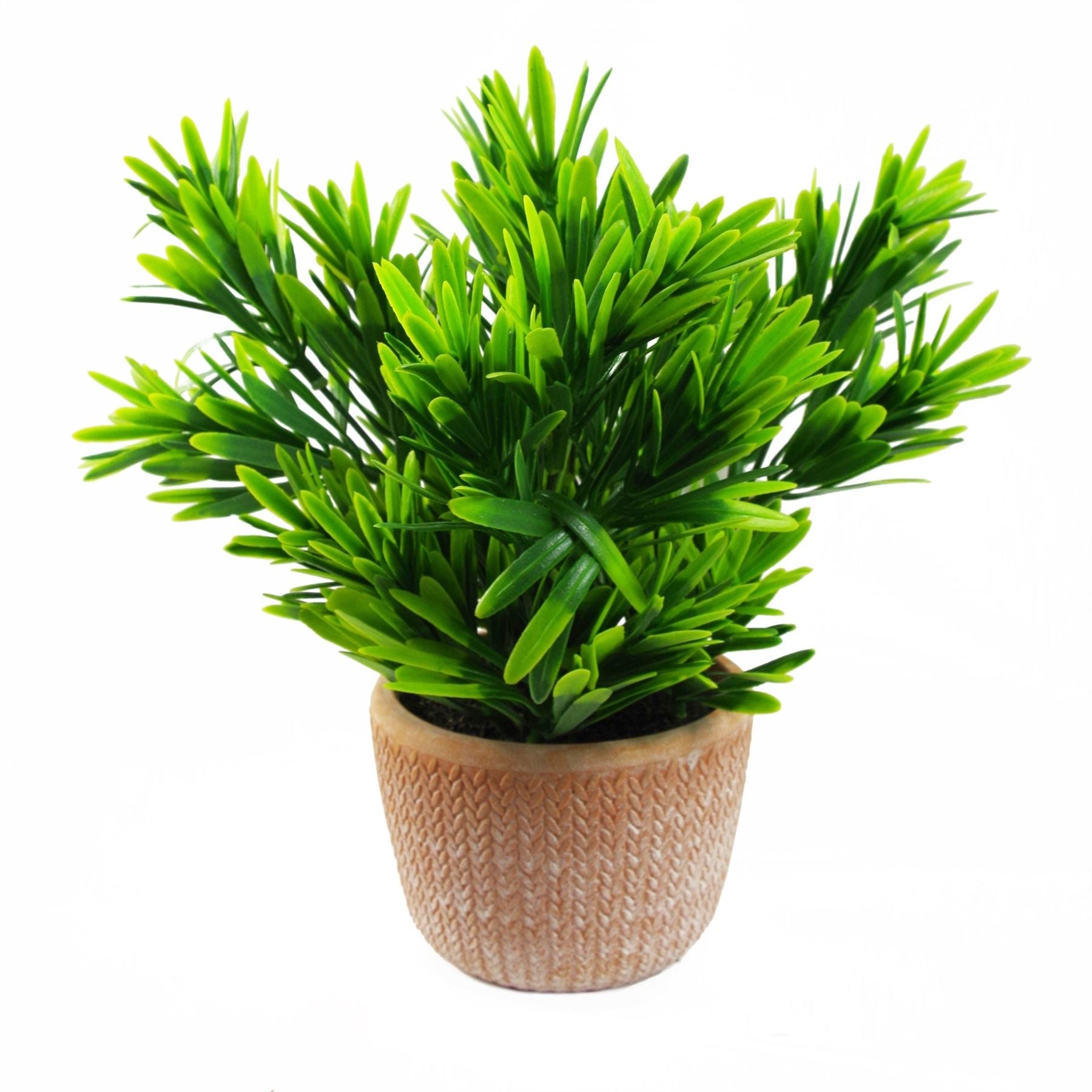 Leaf 22cm Dark Green Honey Plant in Terracotta Pot