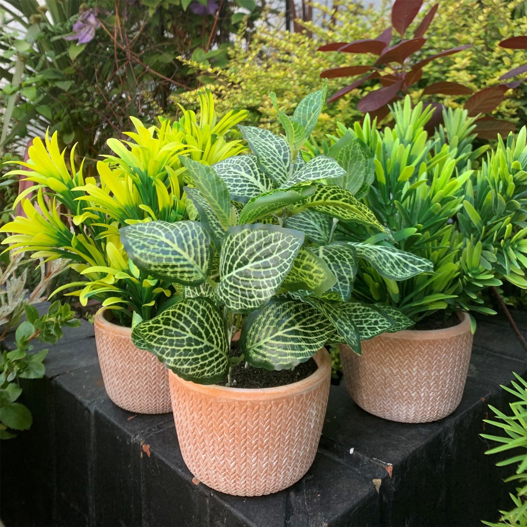 Leaf 22cm Dark Green Honey Plant in Terracotta Pot