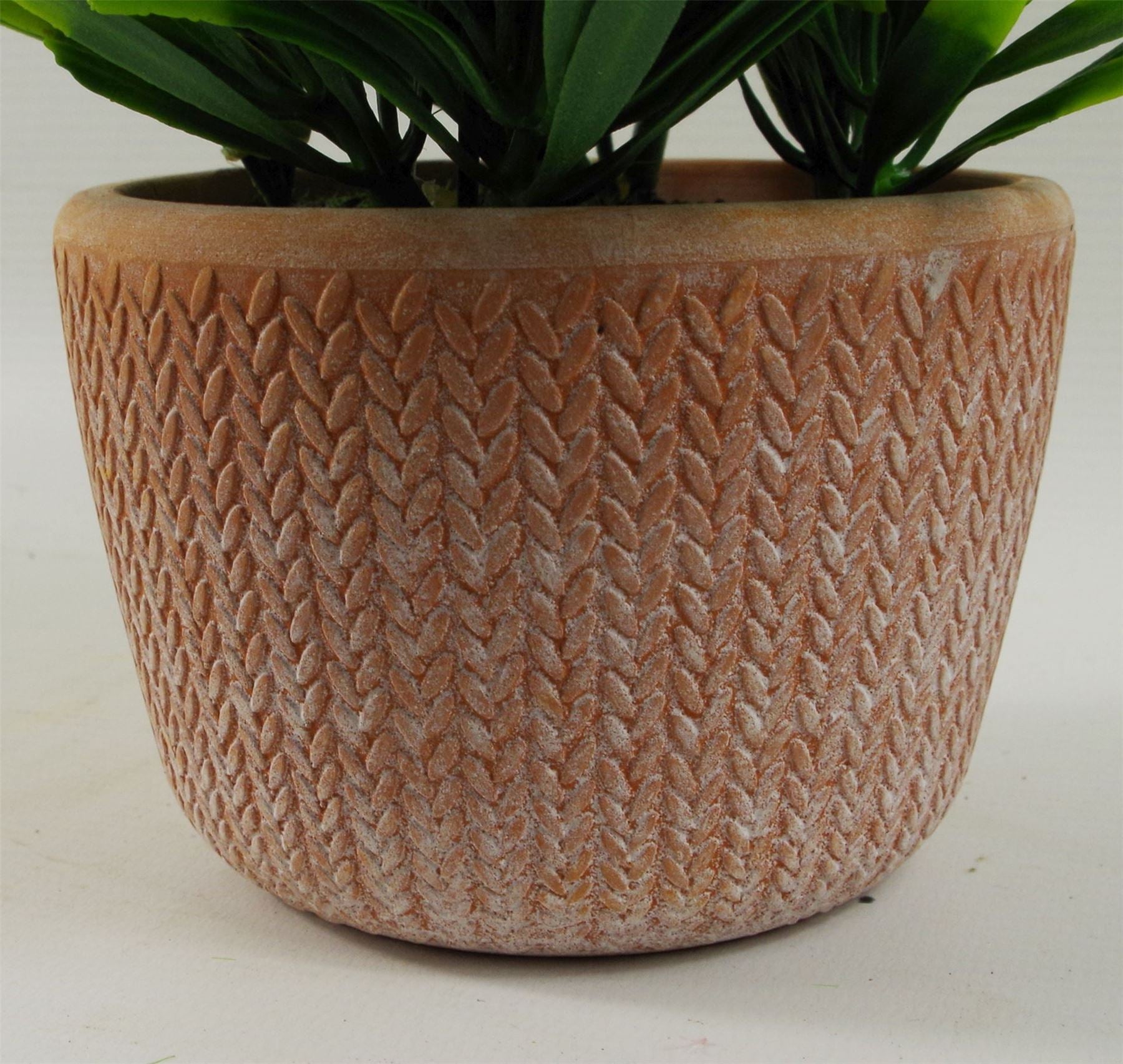 Leaf 22cm Dark Green Honey Plant in Terracotta Pot