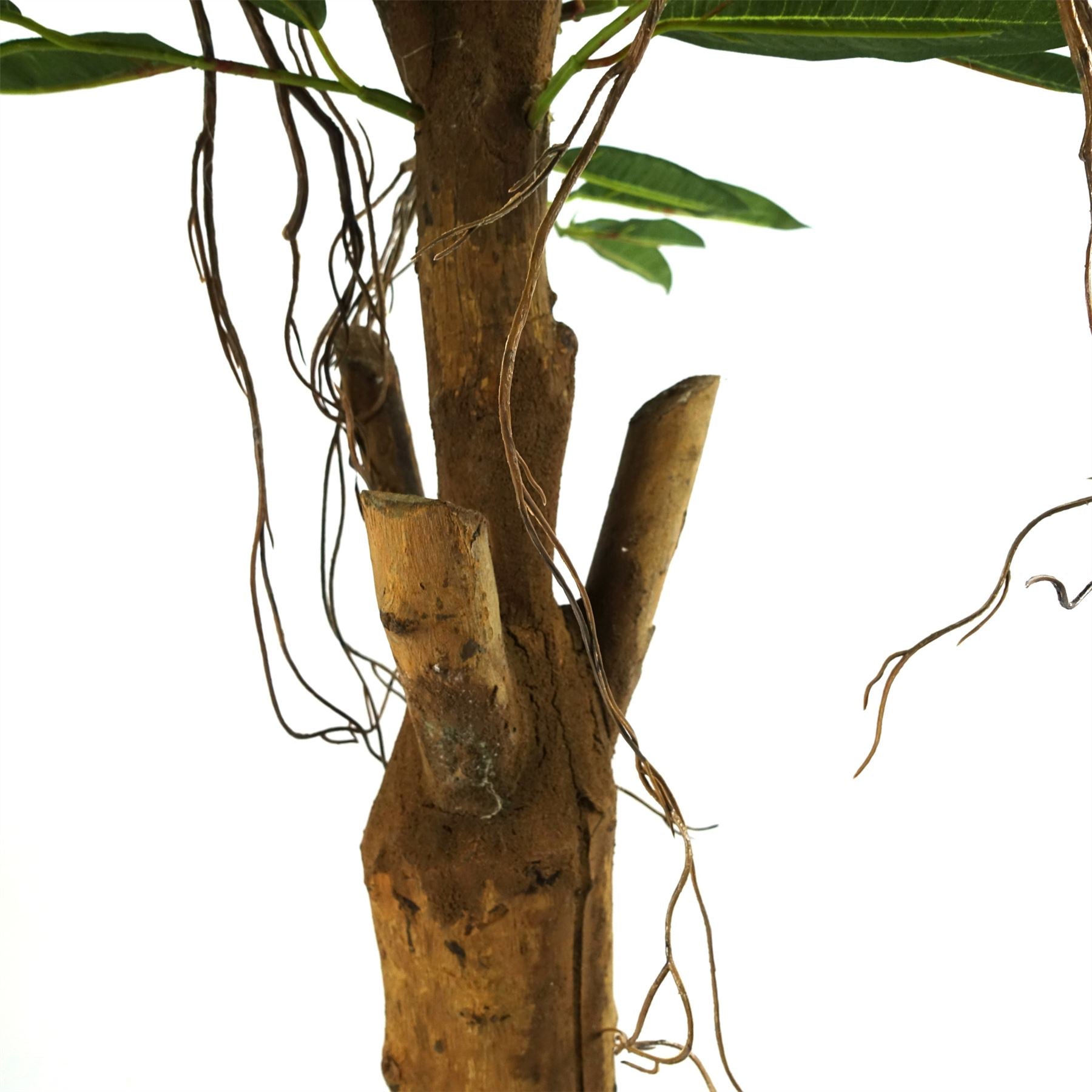 Leaf 100cm Realistic Artificial Longifolia Tree with Natural Trunk and Silk Leaves