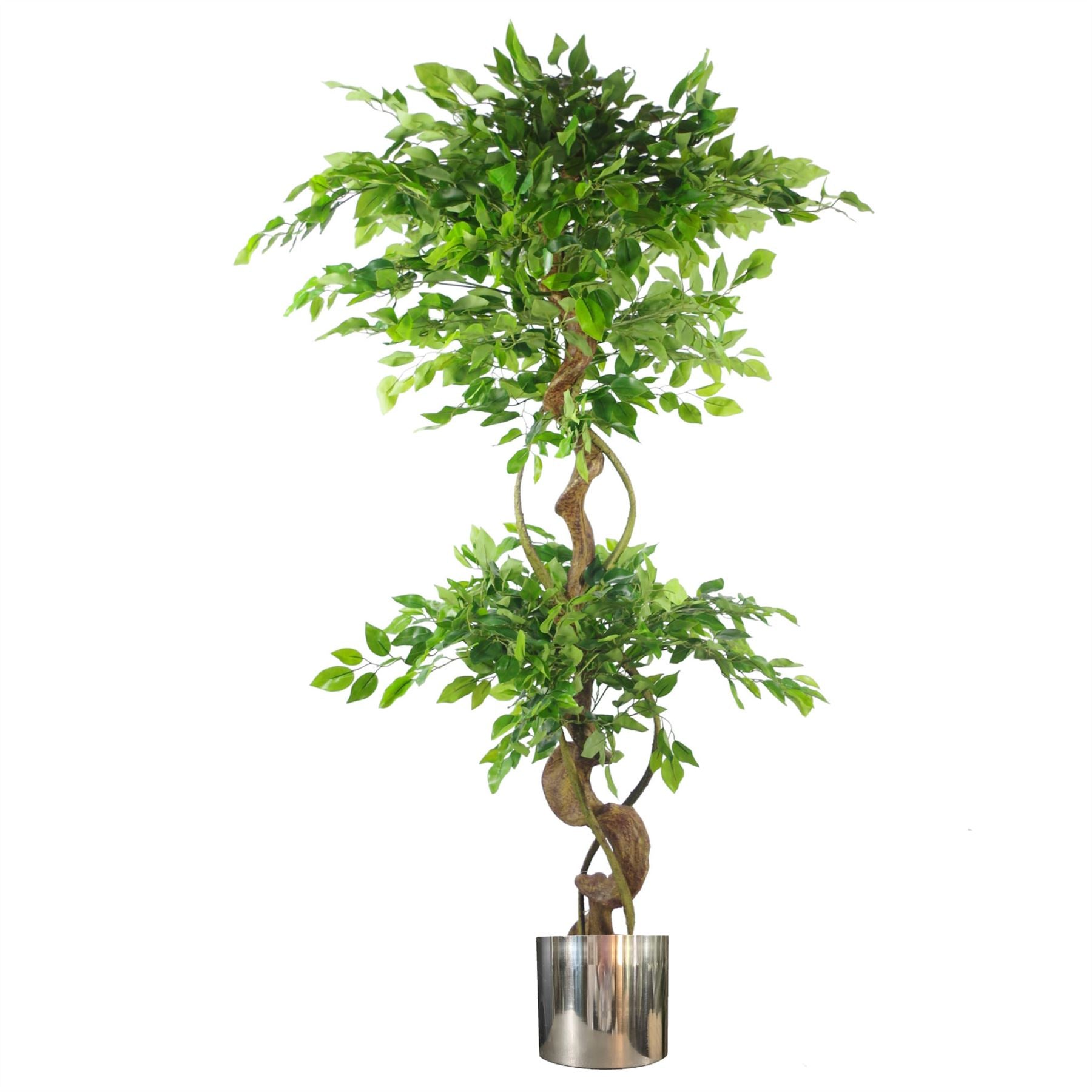150cm Artificial Twisted Trunk Japanese Fruticosa Ficus Tree with Silver Metal Planter