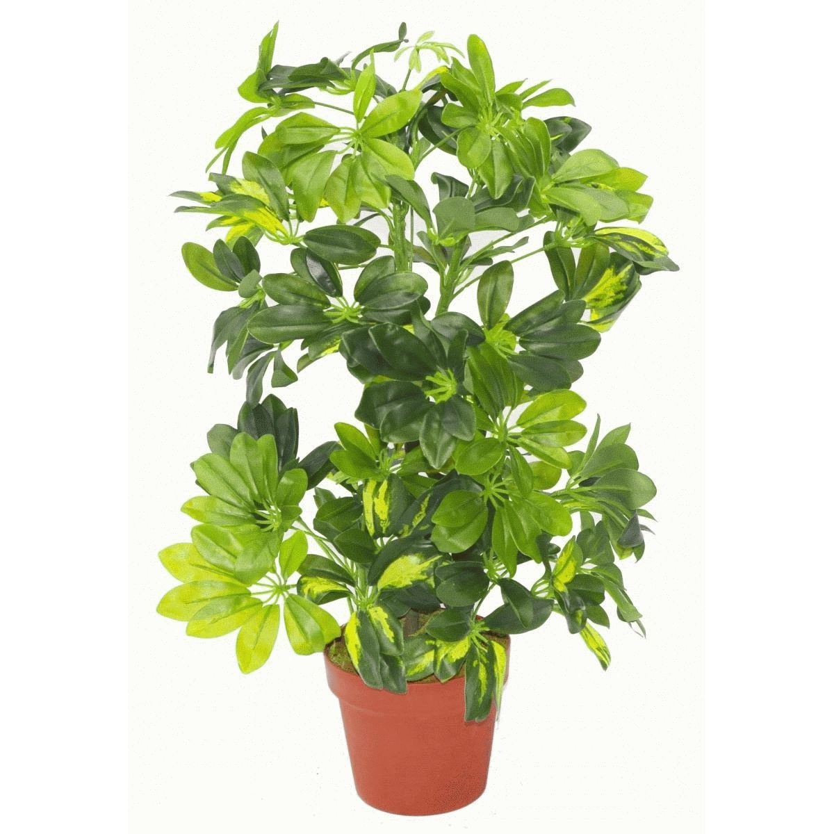Leaf 75cm Artificial Arboricola Gold Capella Plant in Plastic Pot