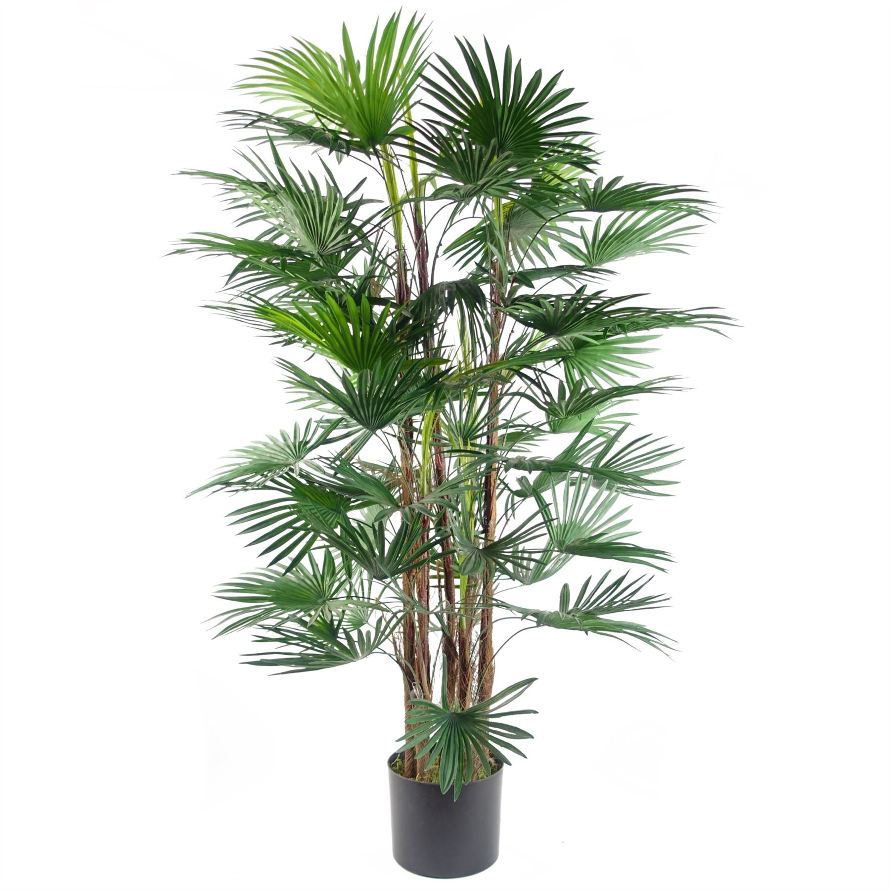 Leaf 120cm Artificial Fan Palm Tree in Weighted Black Pot