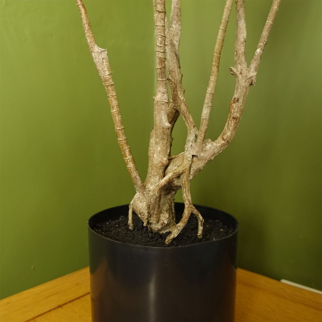 Artificial Dragon Plant Dracaena Tree 125cm Natural Look
