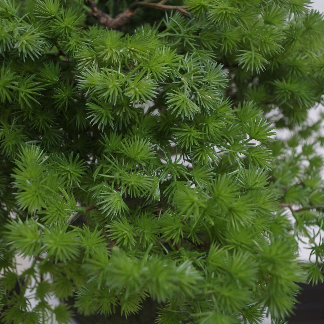 Leaf 50cm Artificial Pine Bonsai Tree in Black Ceramic Bowl Planter