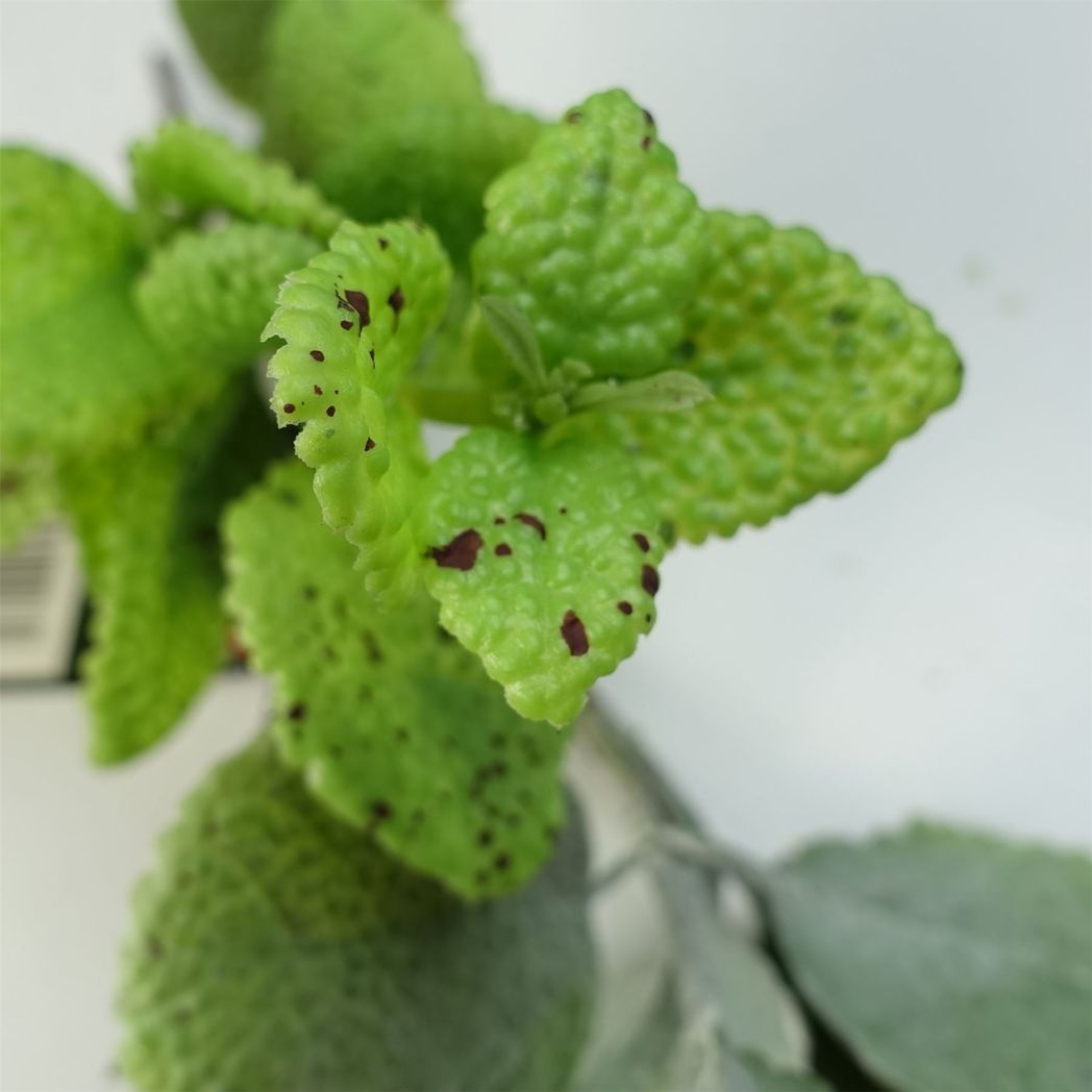 Leaf 125cm Artificial Hanging Trailing Mint Leaf Garland Plant, Wired Shapeable Garland