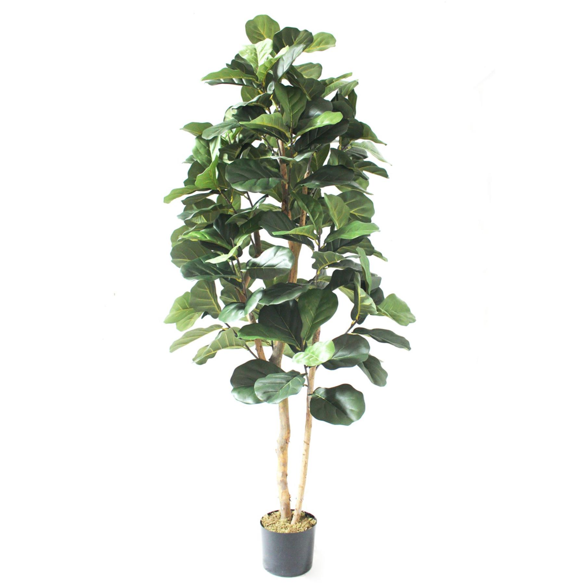 Leaf 180cm Artificial Fiddle Fig Tree in Black Plastic Pot