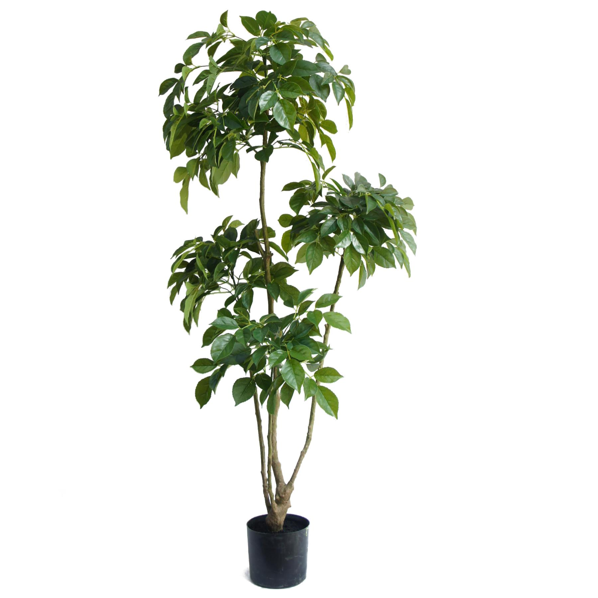 Leaf 150cm Artificial Radermachera China Doll Tree in Black Plastic Pot