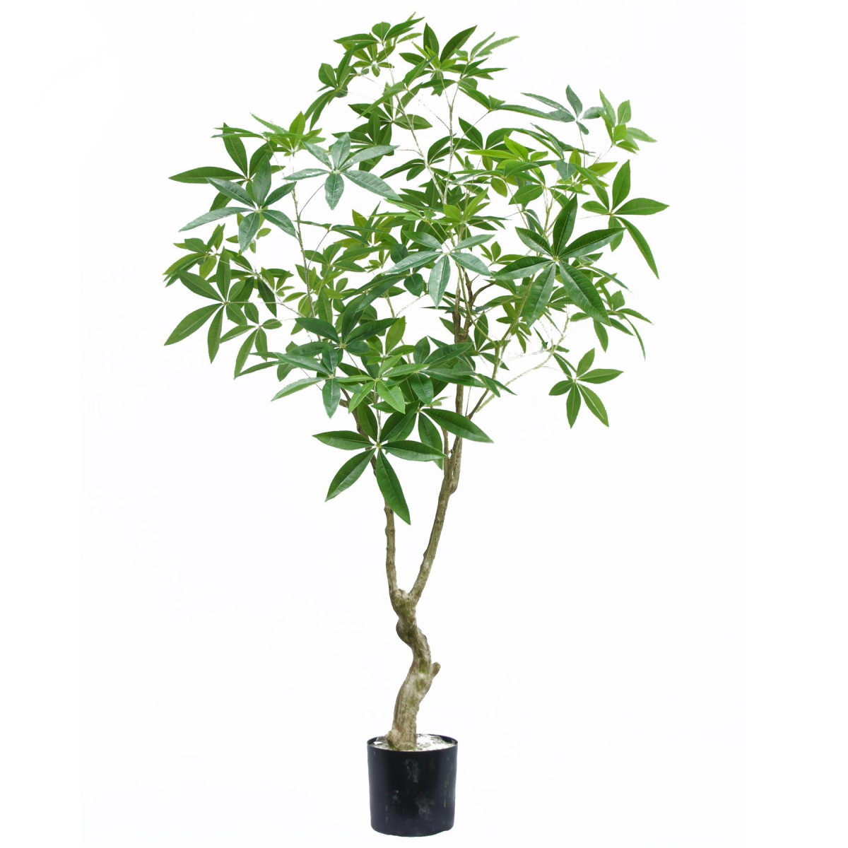 Leaf 180cm Artificial Money Tree Pachira Realistic Faux Tree in Black Plastic Pot