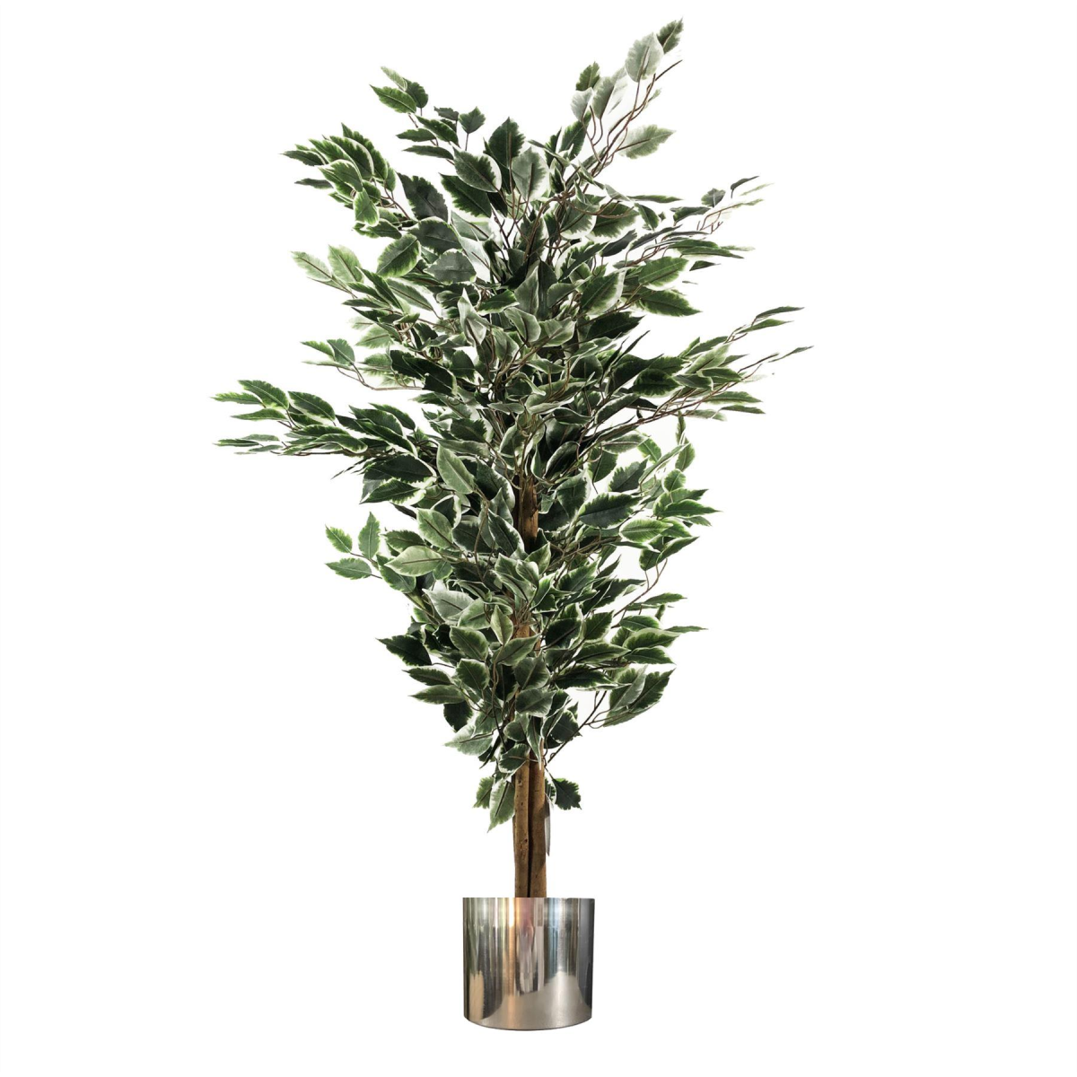 130cm Variegated White and Green Artificial Ficus Tree with Silver Metal Planter