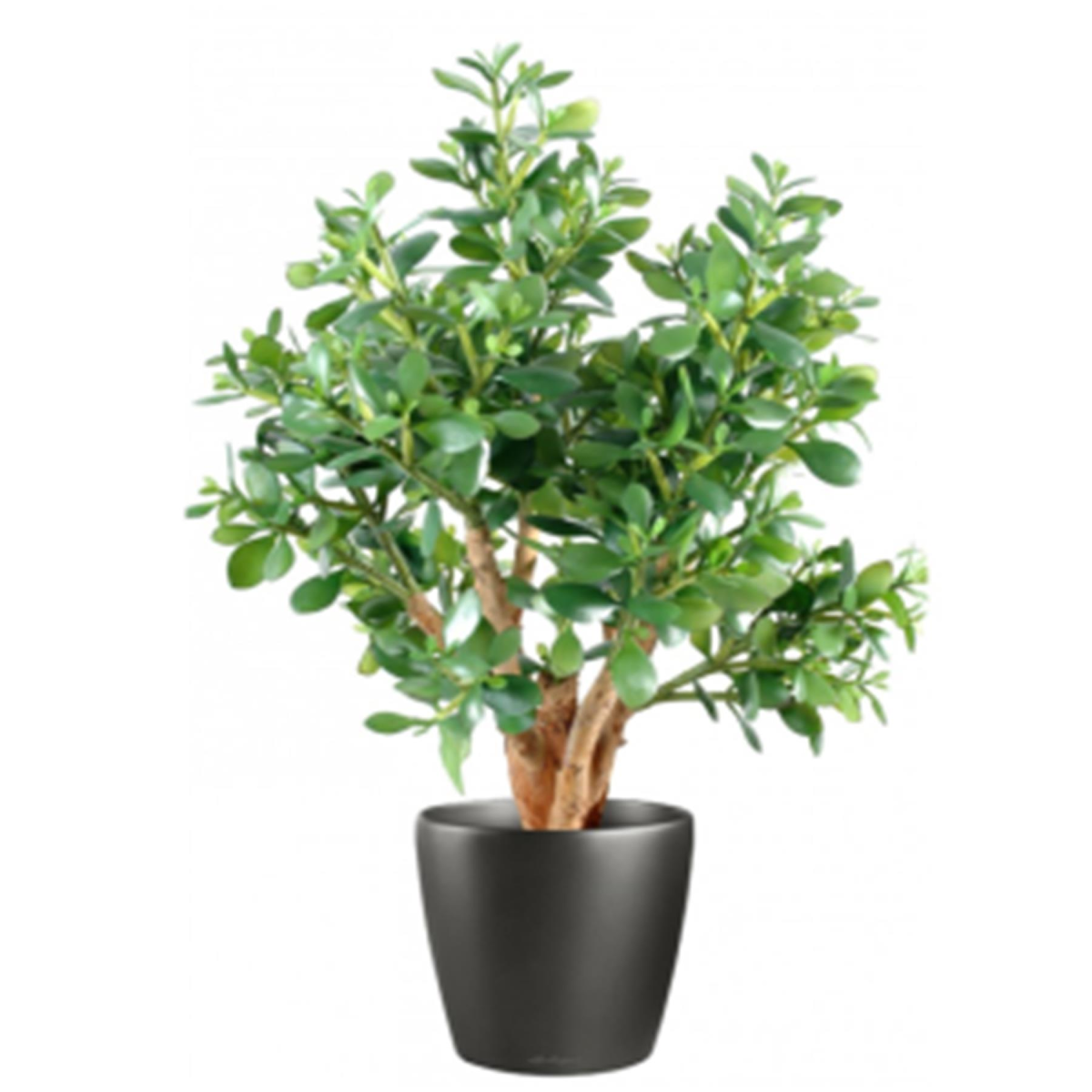 Leaf 70cm Artificial Jade Plant with Wired Stems in Black Plastic Pot